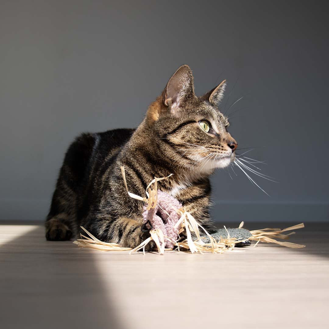 MILLY - Kattenspeeltje